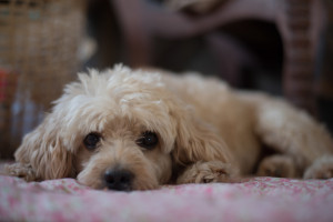 獣医師執筆 犬のパテラ 膝蓋骨脱臼 とは 治療法や予防法をご紹介します みんなのペットライフ