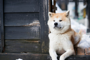 獣医師執筆 犬の胃捻転ってどんな病気 かかると早急な処置が必要に みんなのペットライフ