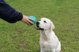 犬とボール遊びがしたい ボール遊びのやり方と 持ってこい の教え方 みんなのペットライフ