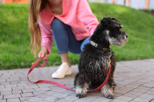 犬が散歩を嫌がる理由は 行きたがらない理由と対処法を教えます みんなのペットライフ