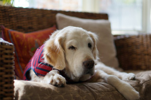 獣医師執筆 犬が発情期を迎えたらどうなる 時期 期間 行動について みんなのペットライフ