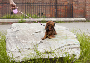 犬にも反抗期があるって本当 反抗期の内容と乗り切る方法 みんなのペットライフ