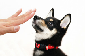 犬が飛びつくのはなぜ 犬が飛びついてくる理由と しつけの方法 みんなのペットライフ