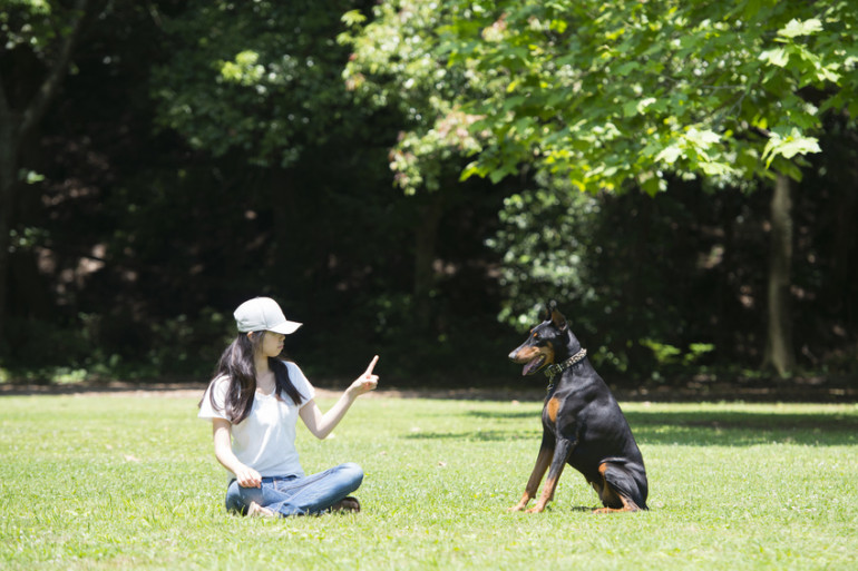 犬が飛びつくのはなぜ 犬が飛びついてくる理由と しつけの方法 みんなのペットライフ