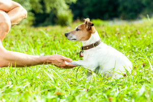 犬が飛びつくのはなぜ 犬が飛びついてくる理由と しつけの方法 みんなのペットライフ