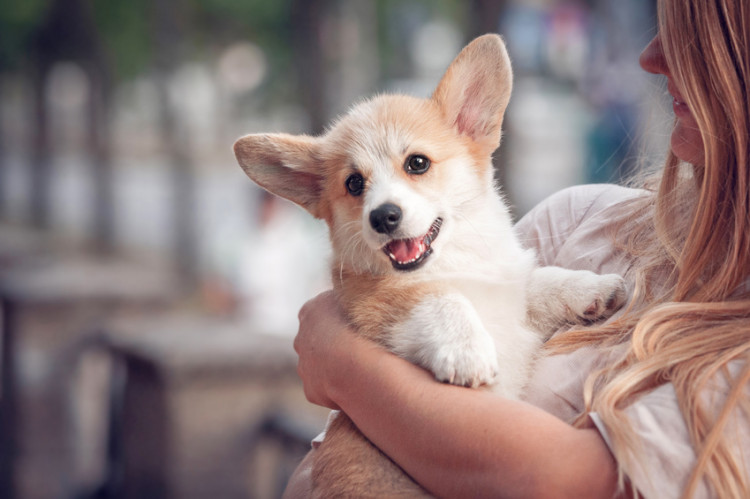 どう過ごす どう迎える 子犬を迎える初日と1週間 みんなのペットライフ