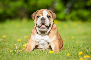 鼻ぺちゃ犬ってどんな犬 ブサカワが魅力の鼻ぺちゃ犬の特徴や飼い方を紹介 みんなのペットライフ