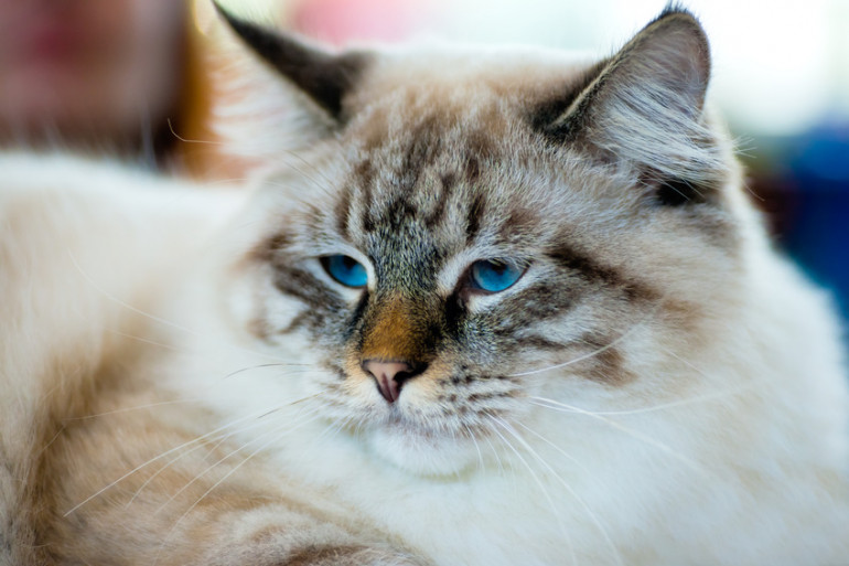 猫のテディベア ラガマフィンの性格や特徴は みんなのペットライフ