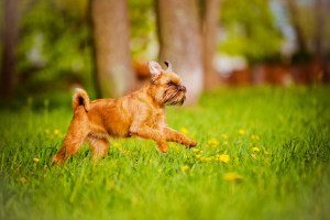 ブリュッセルグリフォンの性格は 犬種の特徴や飼い方のポイントについて みんなのペットライフ