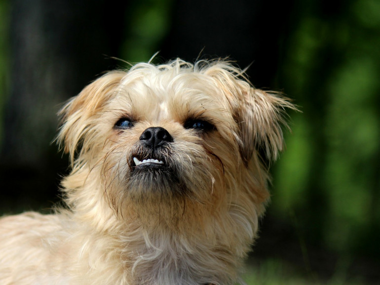 ブリュッセルグリフォンの性格は 犬種の特徴や飼い方のポイントについて みんなのペットライフ
