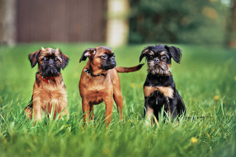 ブリュッセルグリフォンの性格は 犬種の特徴や飼い方のポイントについて みんなのペットライフ