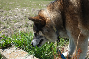 獣医師執筆 犬の血尿は病気のサイン 血尿の原因と対処法 予防法 みんなのペットライフ