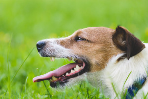 犬の笑顔のヒミツ どうして笑うの 笑っているときどういう気持ち みんなのペットライフ