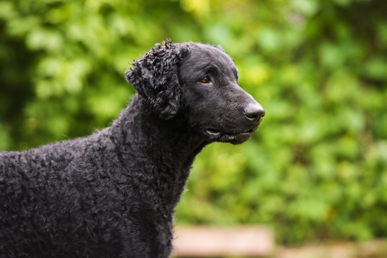 ウォータードッグってどんな犬 泳ぎ上手な賢い相棒 みんなのペットライフ