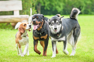 海外で人気の犬種は何 日本との違いはあるのか 比べてみました みんなのペットライフ