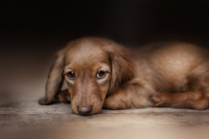 犬がトイレシーツを食べるのをやめさせたい 原因と危険性 対策について みんなのペットライフ