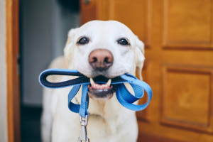 犬が懐かないのはどうして 懐かれる人 懐かれない人の違いや犬と仲良くなる方法をご紹介 みんなのペットライフ