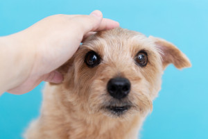 犬が懐かないのはどうして 懐かれる人 懐かれない人の違いや犬と仲良くなる方法をご紹介 みんなのペットライフ