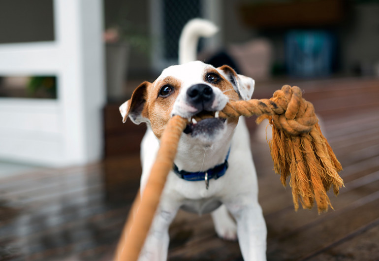 雨の日やコロナ対策にも 犬との室内遊びで運動不足を解消しよう みんなのペットライフ