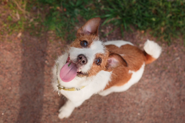 犬はなぜかわいいの 人が犬をかわいいと思う理由5選 みんなのペットライフ