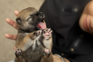 犬の鳴き声に理由はあるの クンクンやクーンなど鳴く意味について解説 みんなのペットライフ