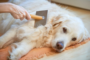 獣医師執筆 犬も風邪を引く 犬風邪の原因と症状について みんなのペットライフ