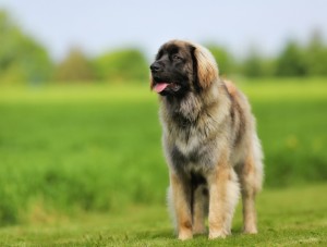 ライオンのような犬を目指して生まれた超大型犬 レオンベルガー みんなのペットライフ