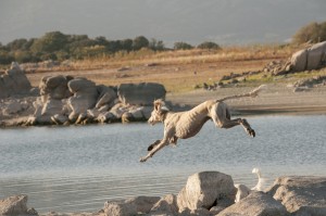 まるで大きな猫 高貴で自由な サルーキ様 の特徴や魅力 みんなのペットライフ