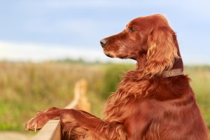 容姿端麗だけど 明るい天然ちゃん アイリッシュセッターの特徴と飼い方 みんなのペットライフ