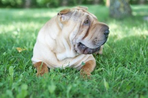 皮がだるだるの愛すべきブサカワ犬 個性が魅力のシャーペイってどんな犬 みんなのペットライフ