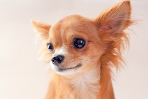 神聖な犬だった 世界最小の純血種 チワワの不思議な起源と体の特徴 魅力について みんなのペットライフ