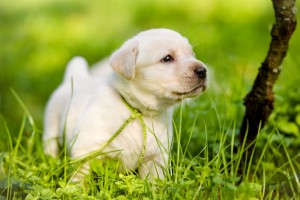 犬の短毛種の特徴と飼い方のポイント みんなのペットライフ