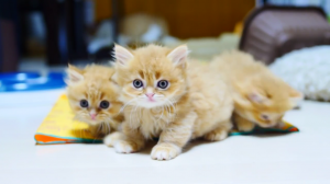 うんしょっよいしょっ ふわふわマンチカンの子ねこちゃんたち みんなそろって大脱走 みんなのペットライフ