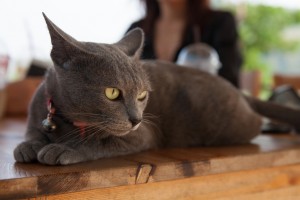 飼うと運気が上がる タイの生きた招き猫 コラットの特徴 みんなのペットライフ