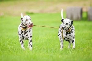 最新版 大型犬のランキングトップ10 種類ごとの特徴をご紹介 みんなのペットライフ