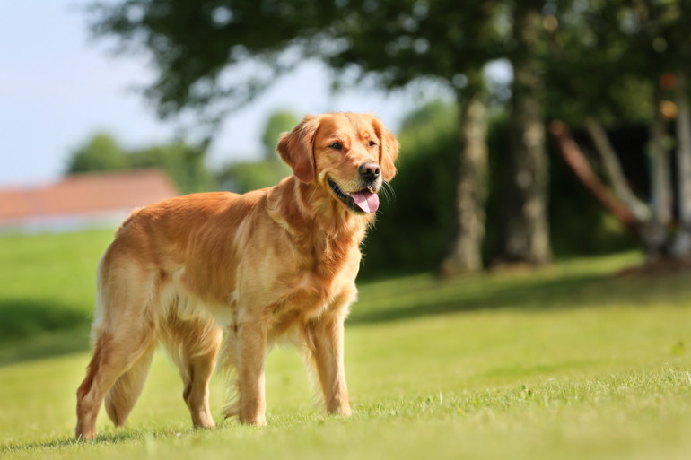 最新版 大型犬のランキングトップ10 種類ごとの特徴をご紹介 みんなのペットライフ