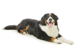 最新版 大型犬のランキングトップ10 種類ごとの特徴をご紹介 みんなのペットライフ