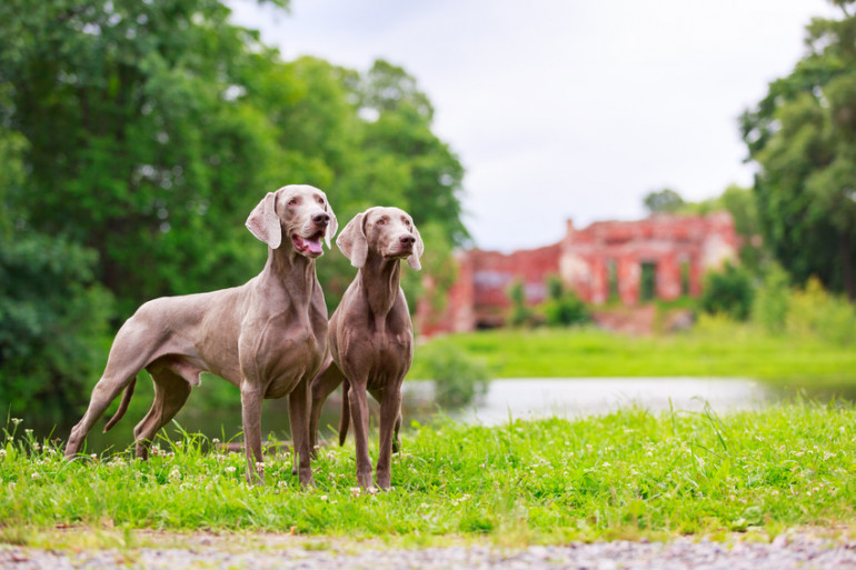 最新版 大型犬のランキングトップ10 種類ごとの特徴をご紹介 みんなのペットライフ