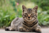 猫の柄(模様)はどんな種類があるの？毛色の名前や性格なども解説 