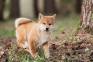 柴犬ビギナーでも安心 柴犬を飼う前に揃えておくべき7つのグッズ みんなのペットライフ