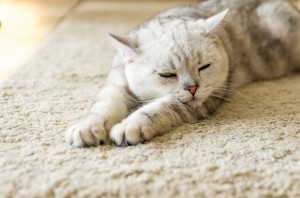 猫のしっぽは心の鏡 7つのしっぽの動きから見る猫の気持ちとは みんなのペットライフ