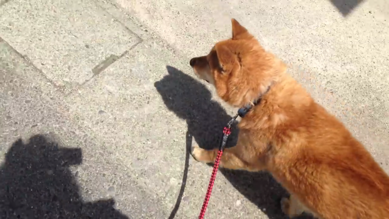 ルンルン あれ お散歩の行く先が大キライな アレ と気付いてしまったワンちゃん みんなのペットライフ