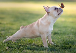 フレンチブルドッグを飼う際に知っておきたい特徴と飼い方のポイント みんなのペットライフ