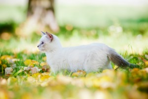 マンチカンは抜け毛が多い 日々のブラッシングで抜け毛対策をしよう みんなのペットライフ