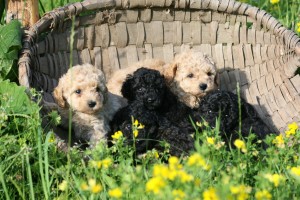 ティーカッププードルってどんな犬 存在しない犬種って本当 知っておきたい特徴と注意点 みんなのペットライフ