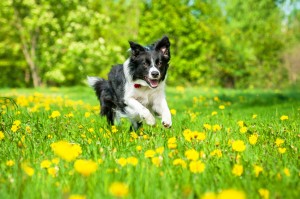 ハイパーアクティブ 賢さピカイチのボーダーコリーを飼うなら心構えをしっかりと みんなのペットライフ