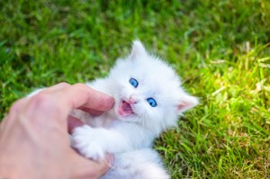 想像以上の痛さ 子猫の噛む理由を知って対処しよう みんなのペットライフ