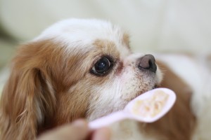 犬の食事回数は1日何回がいいの 子犬と成犬の食事回数を解説 みんなのペットライフ