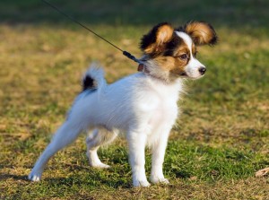 フランス貴族の愛玩犬 パピヨンの特徴 性格 飼い方について みんなのペットライフ