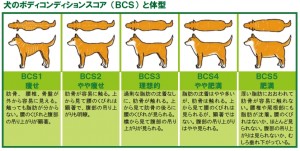 タイニープードルの体重はどれくらい 体重管理のポイントとは みんなのペットライフ